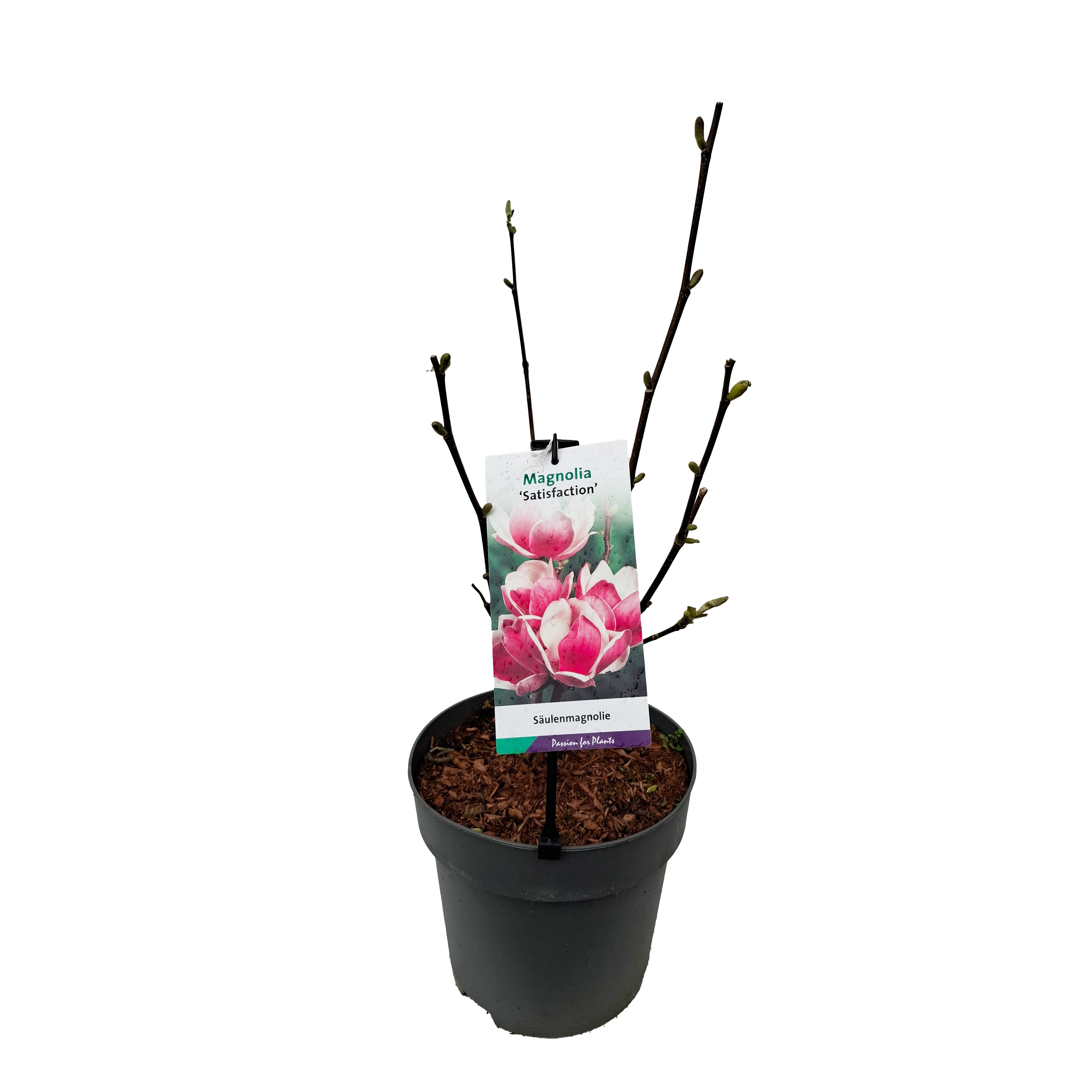 Magnolia 'Satisfaction' 40-60 C5