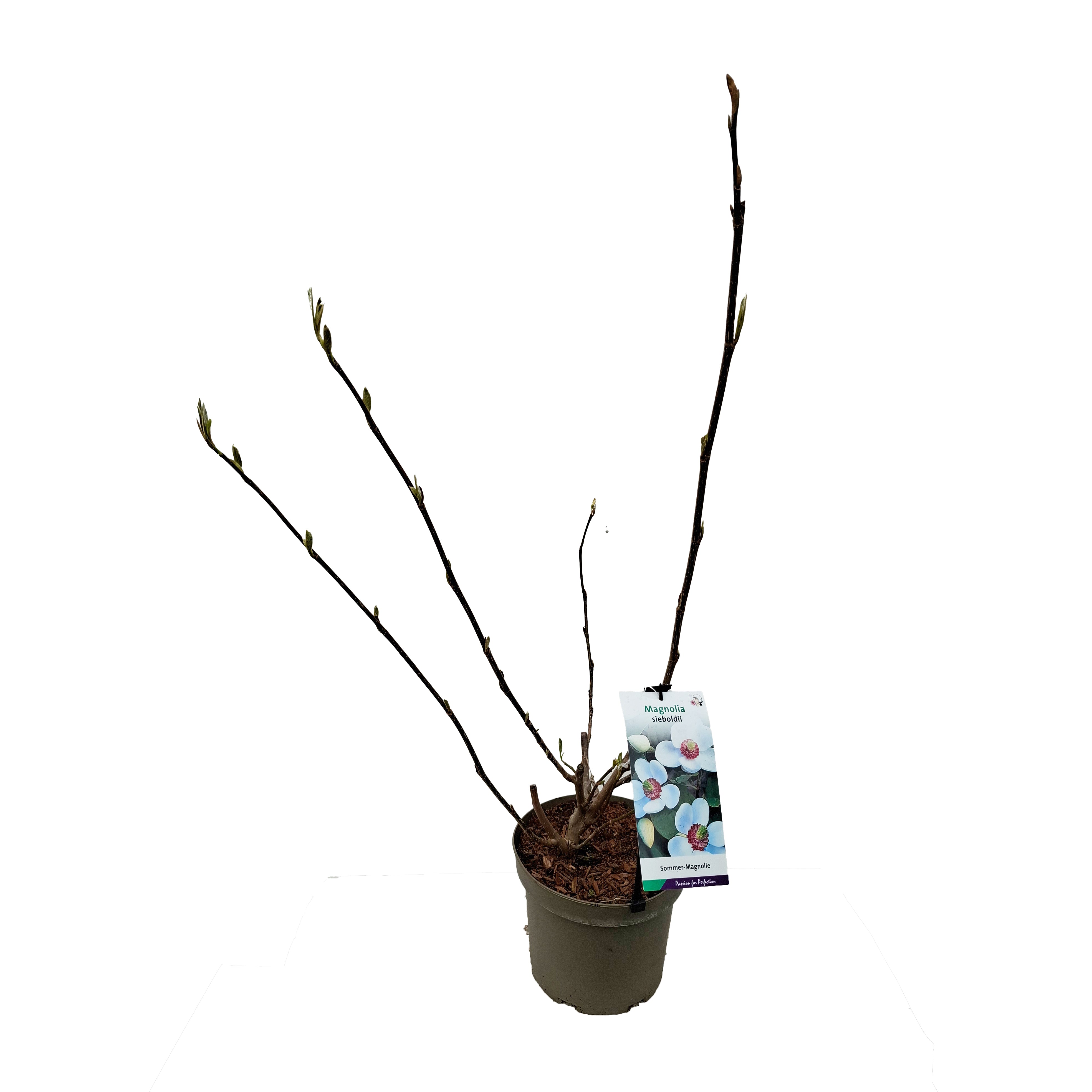Magnolia sieboldii 40-60 C5