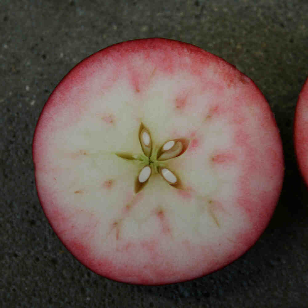 Rosette* Malus