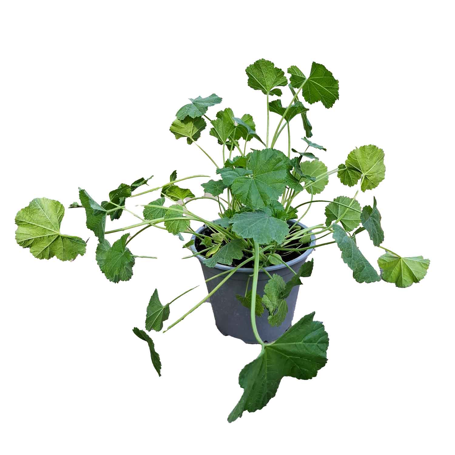 MALVA SILVESTRIS BUSH D14