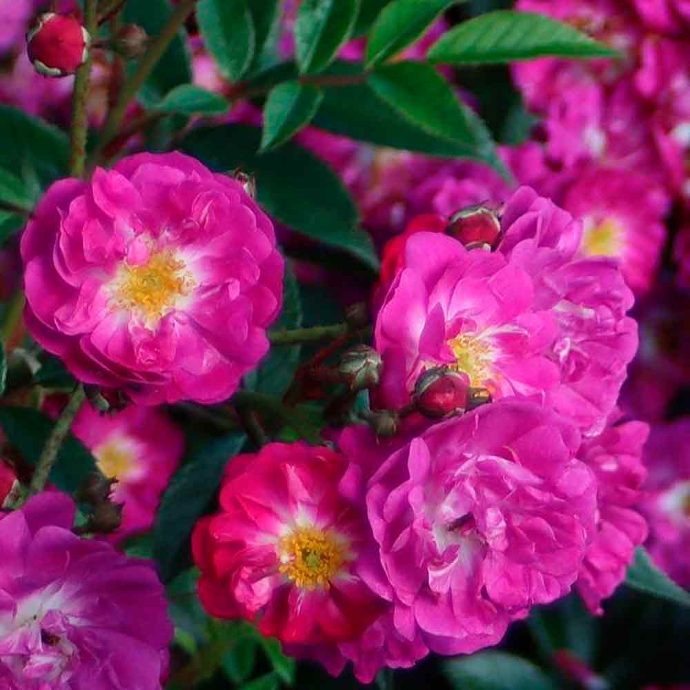 Rosa 'Manhatten Blue'