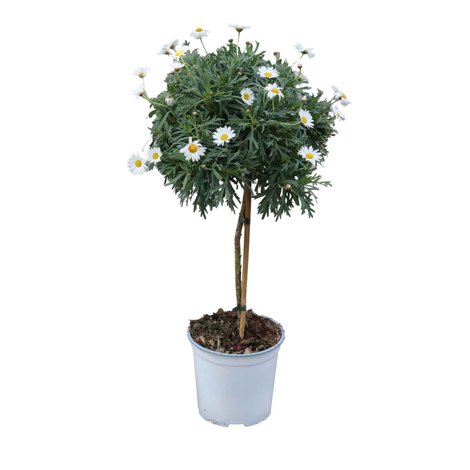 ARGYRANT. FRUT. STEM D18