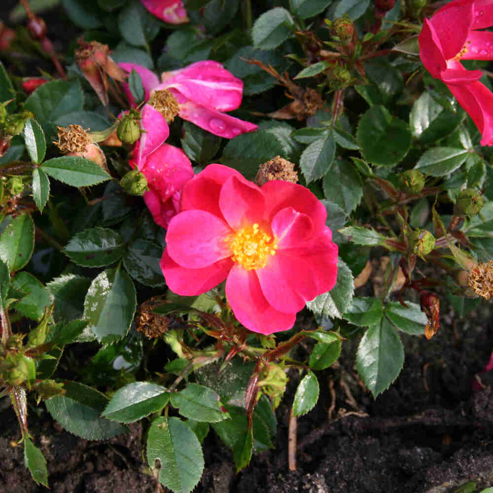 Groundcover Rose 'Marsh'