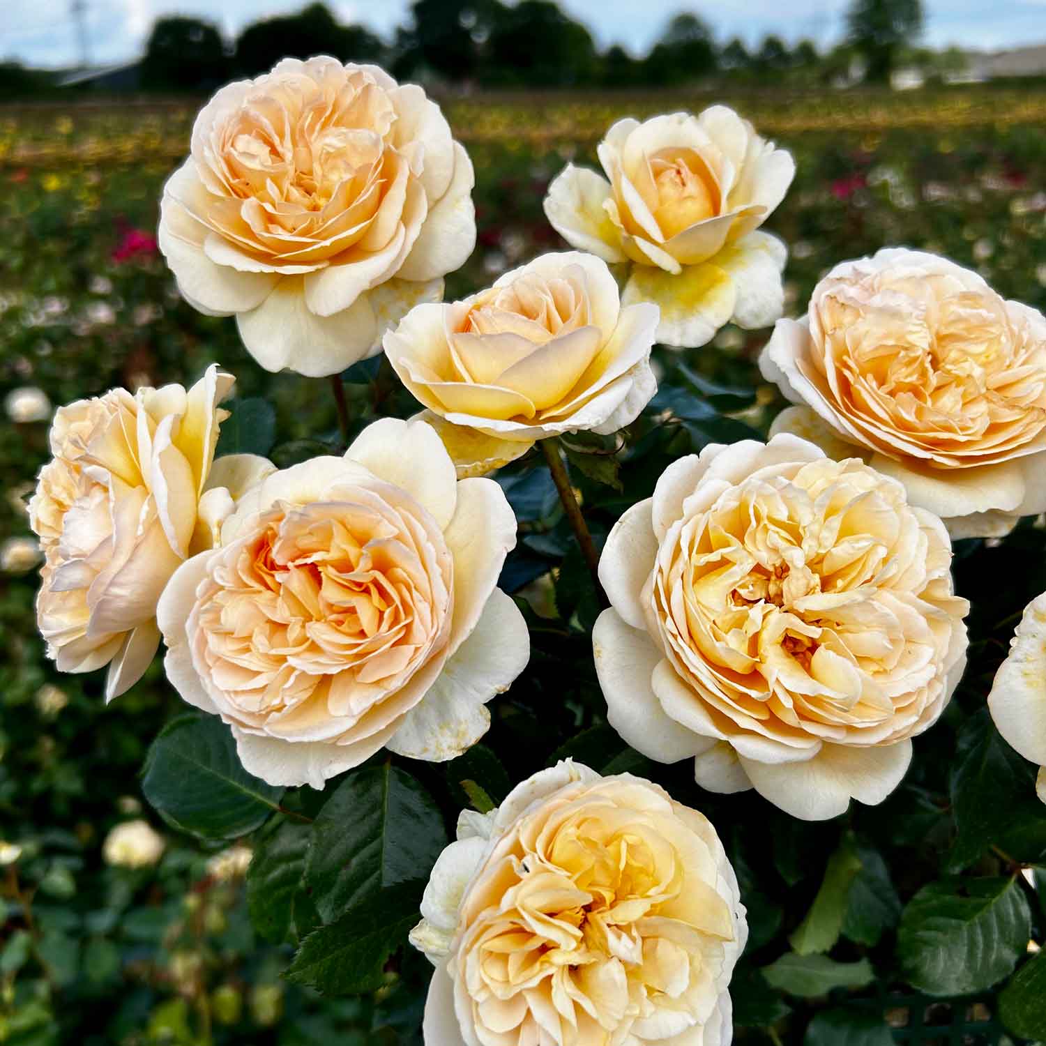 Rose Marzipan