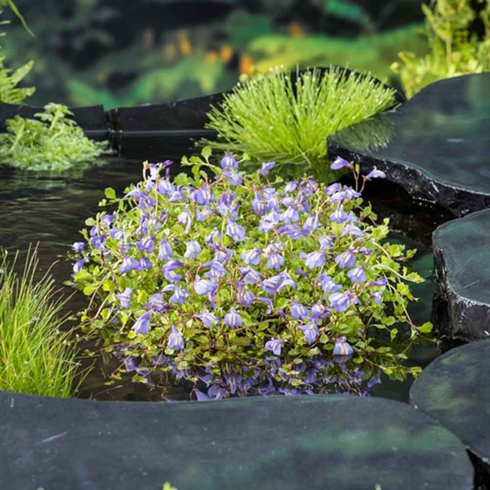 Mazus reptans blue P9