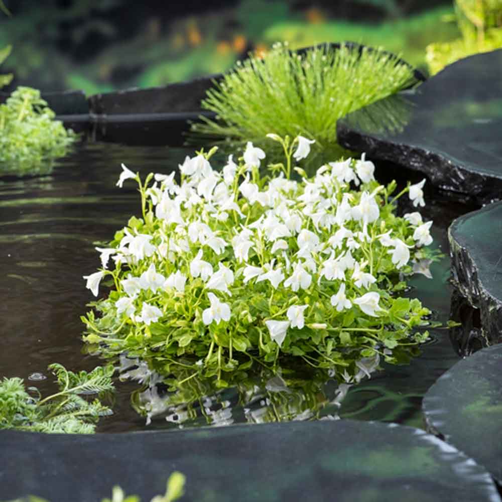 Mazus reptans white P9