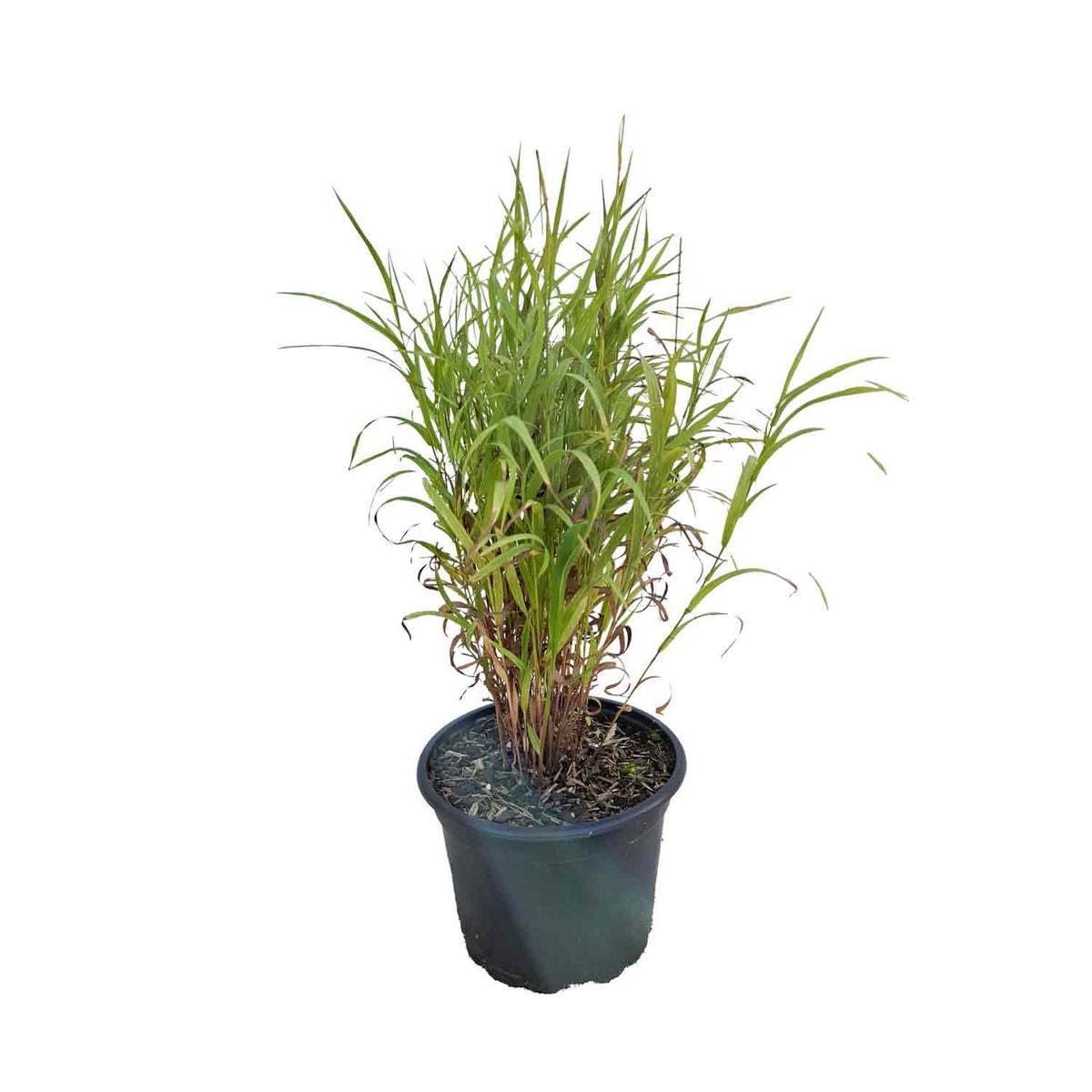 Melica altissima 'Atropurpurea' 2L