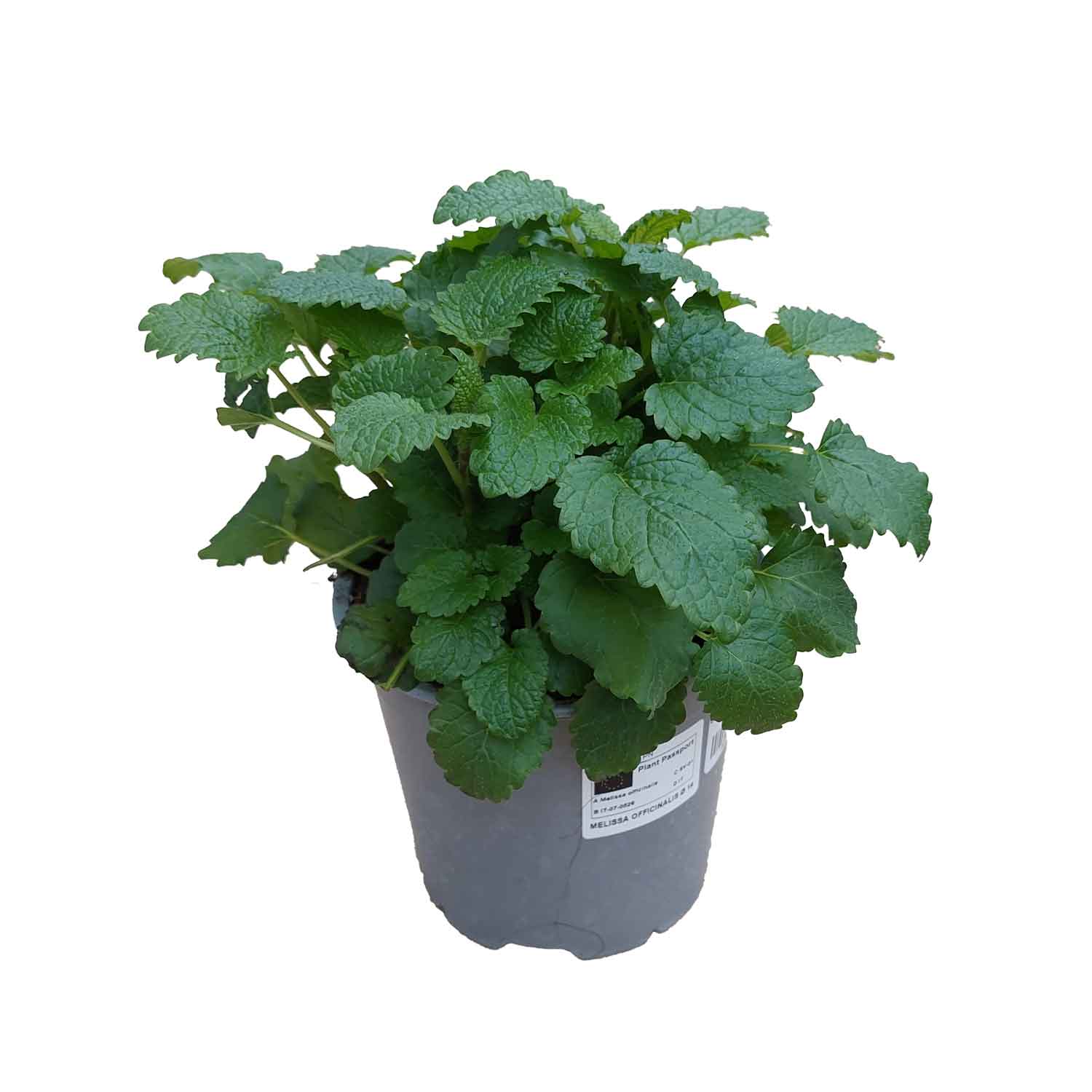 Citronmeliss - Melissa officinalis 14cm