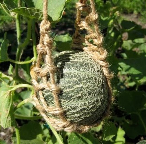 Melonplanta - Netmelon - Cucurbita 'Harvest King'