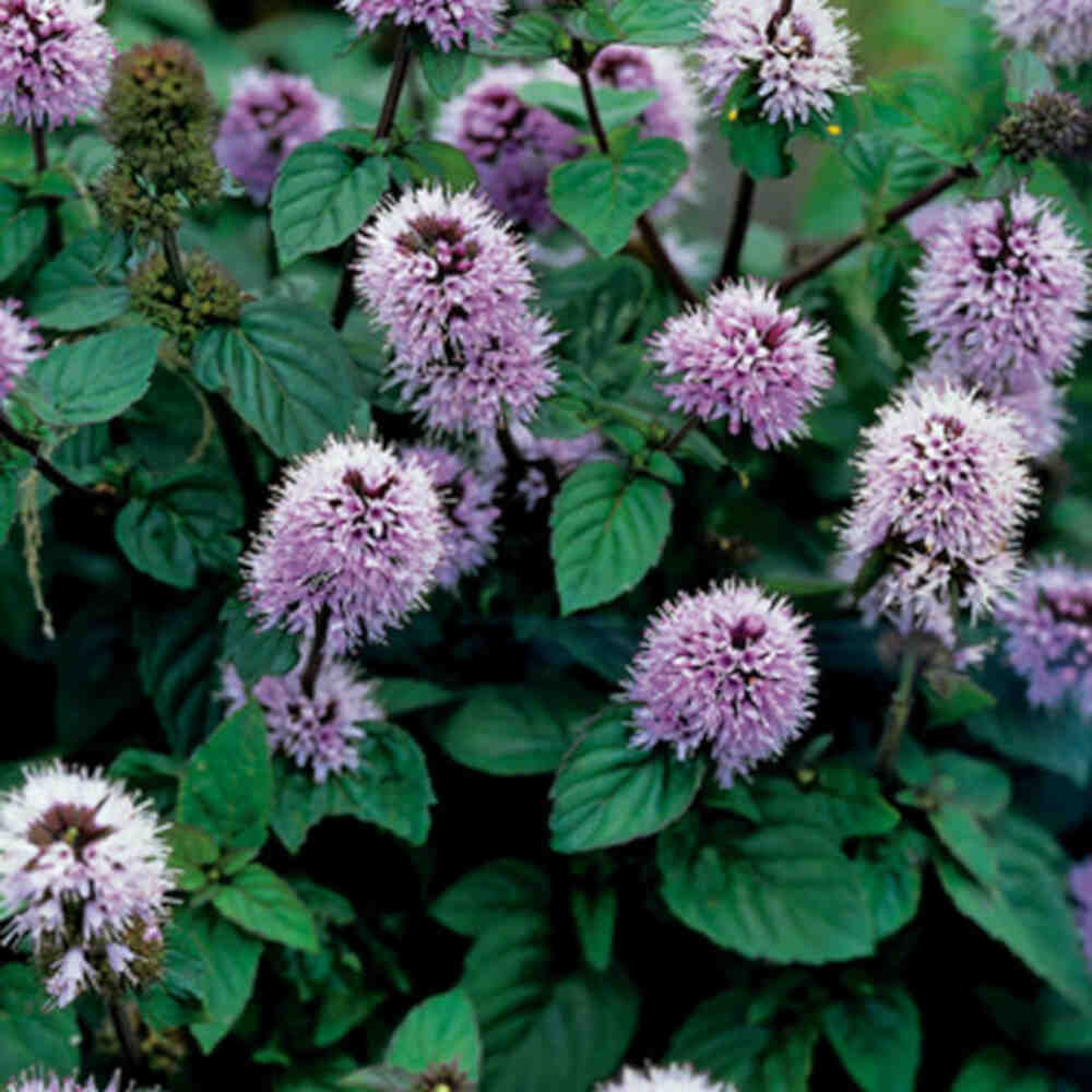 Mentha aquatica 9cm