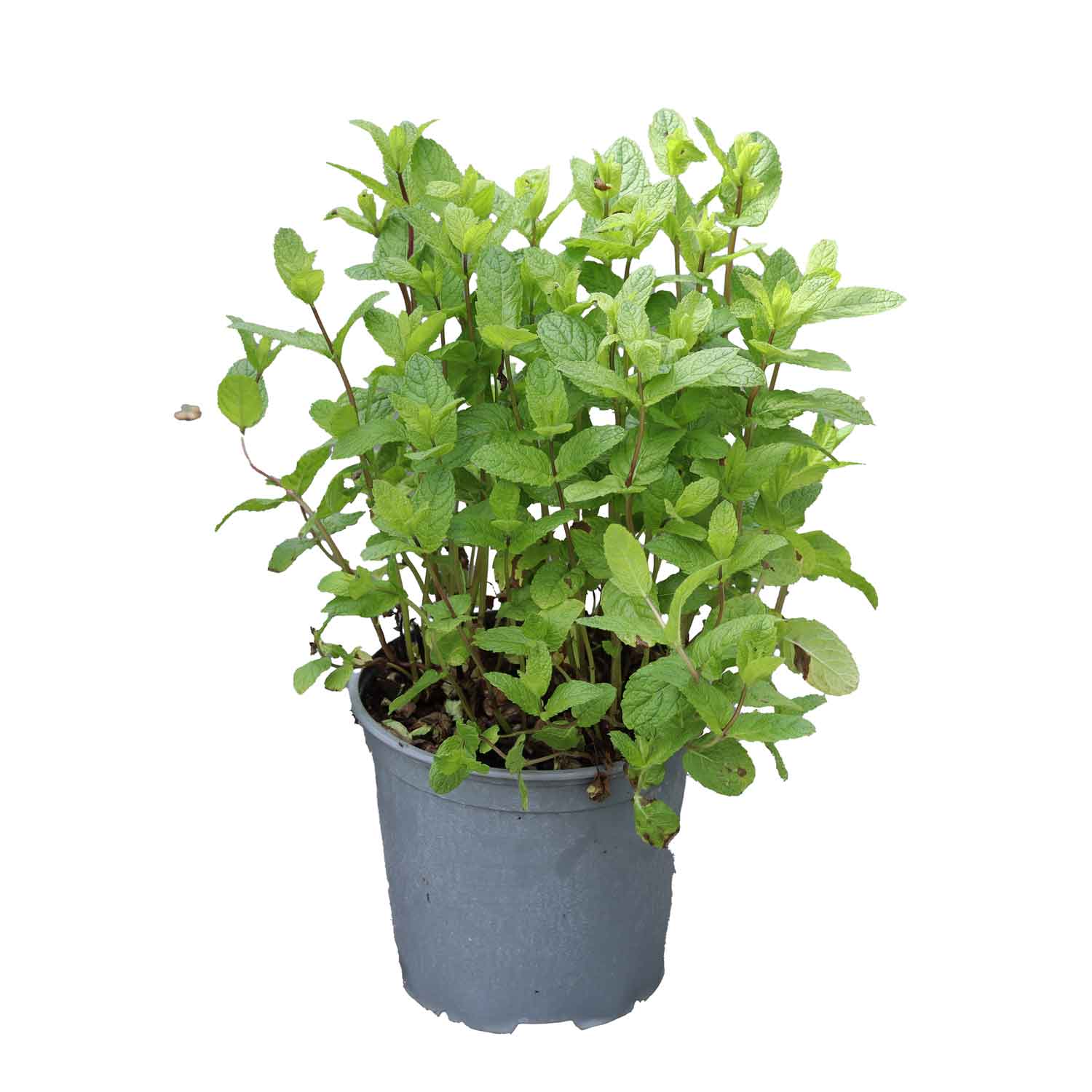 Mentha Spicata Marockansk D18