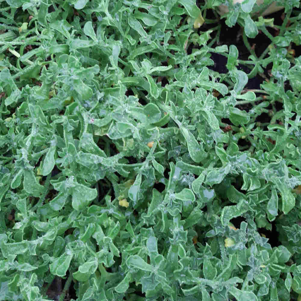 Mesembryanth cr. 'issalat 12cm