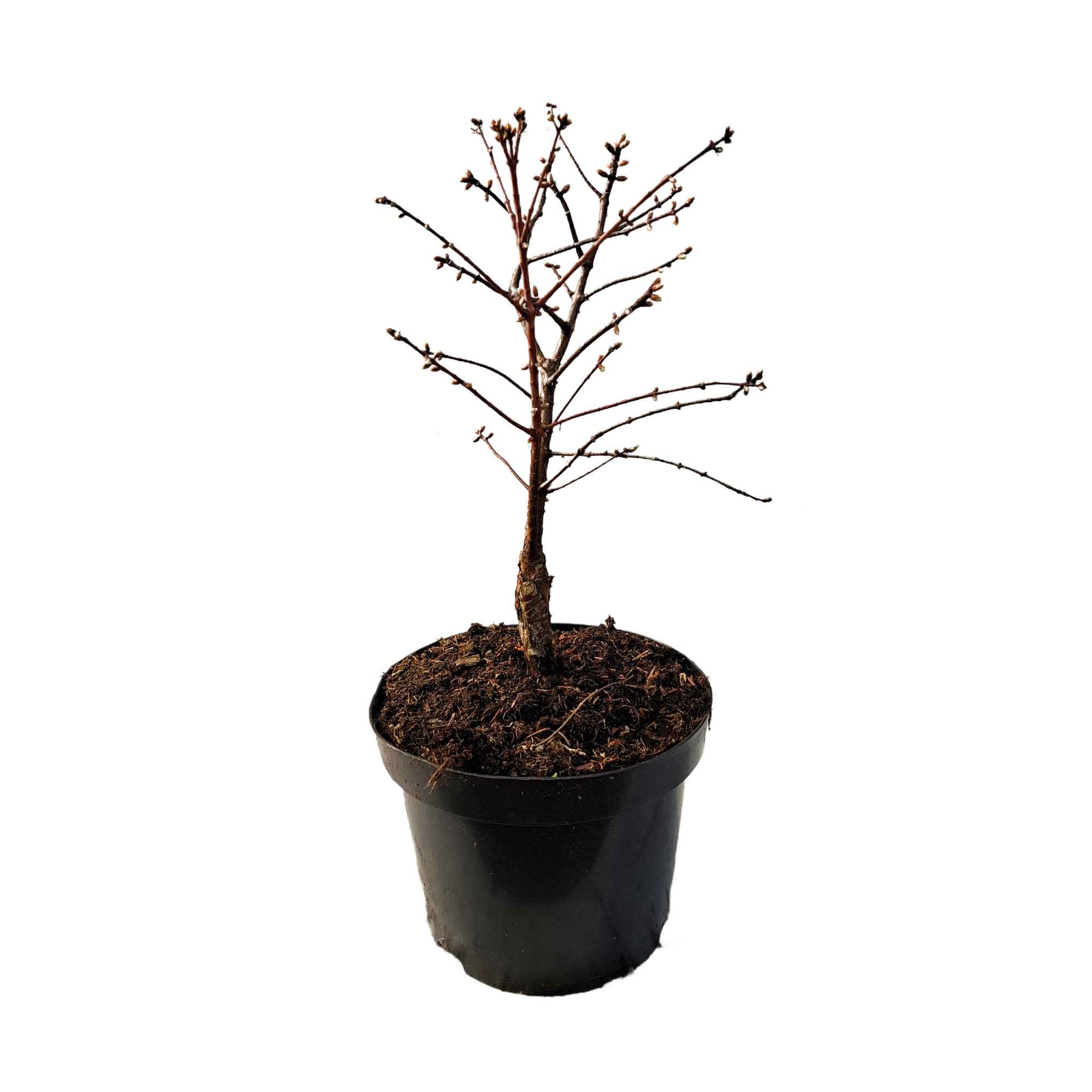 Metasequoia glyp. 'Schirmann´s Nordlicht' 5L