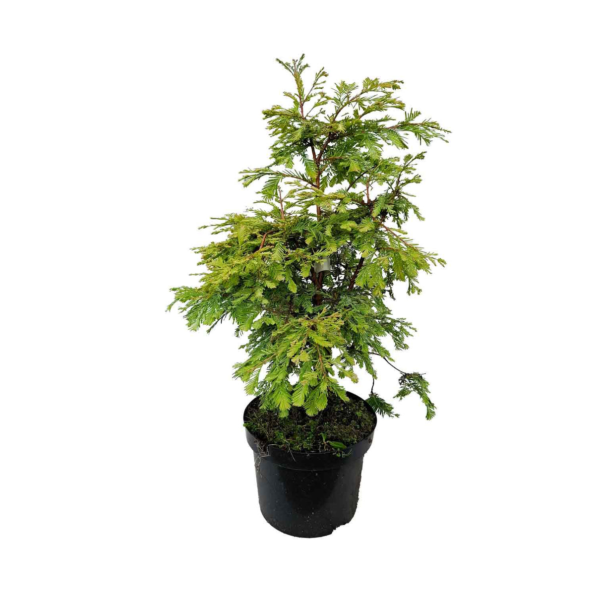 Metasequoia glyp. 'Schirmann´s Nordlicht' 5L