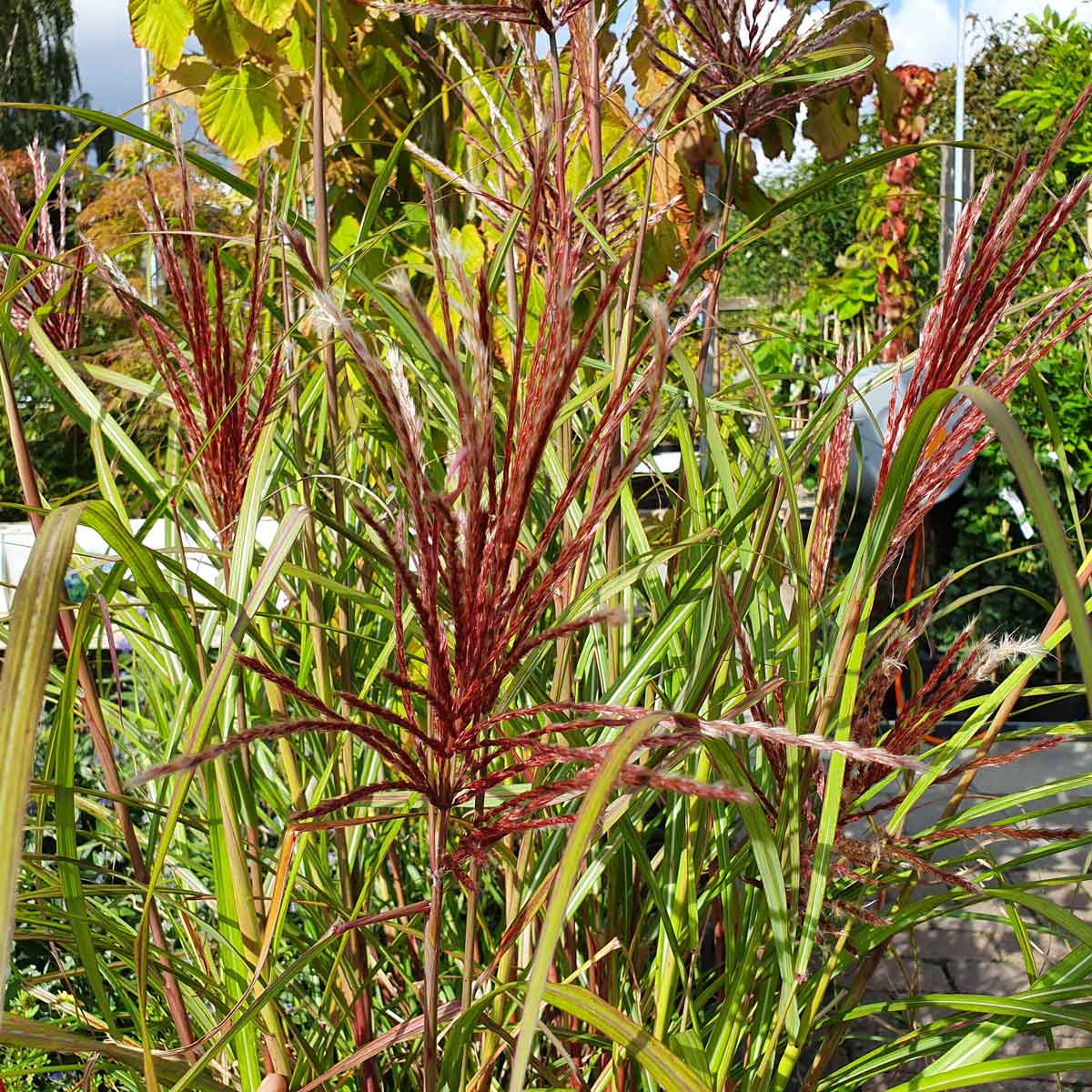 Miscanthus sid. 'Red Chief' 9cm