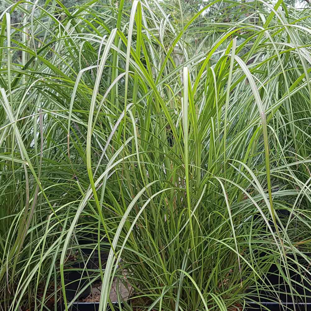 Miscanthus sid. 'Red Chief' 9cm