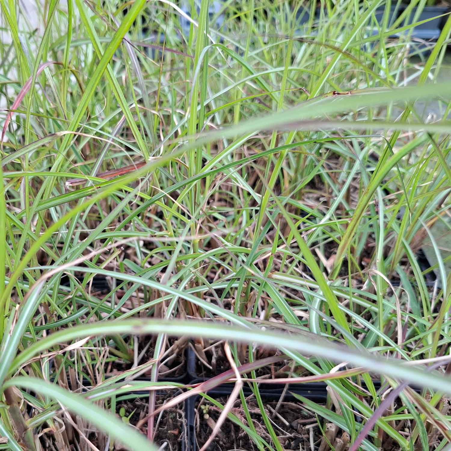 Miscanthus s. 'Kleine Silbersp.' P9