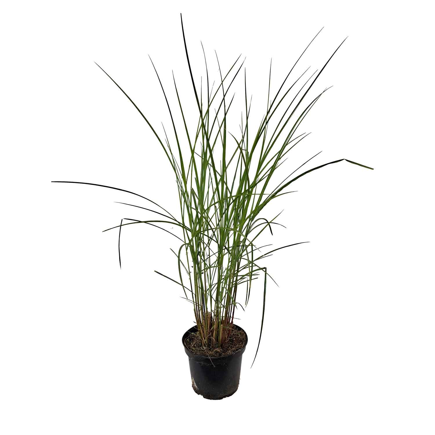 Miscanthus sinensis 'Gracillimus' C5
