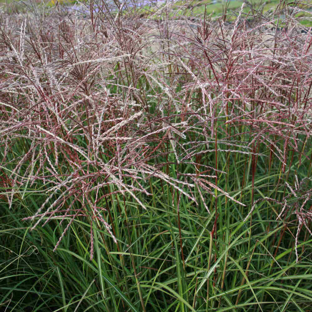 Miscanthus sin. 'Ferner Osten' C5