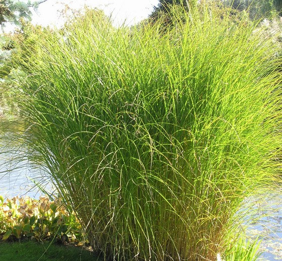 Miscanthus sid. 'Gracillimus' 9 cm