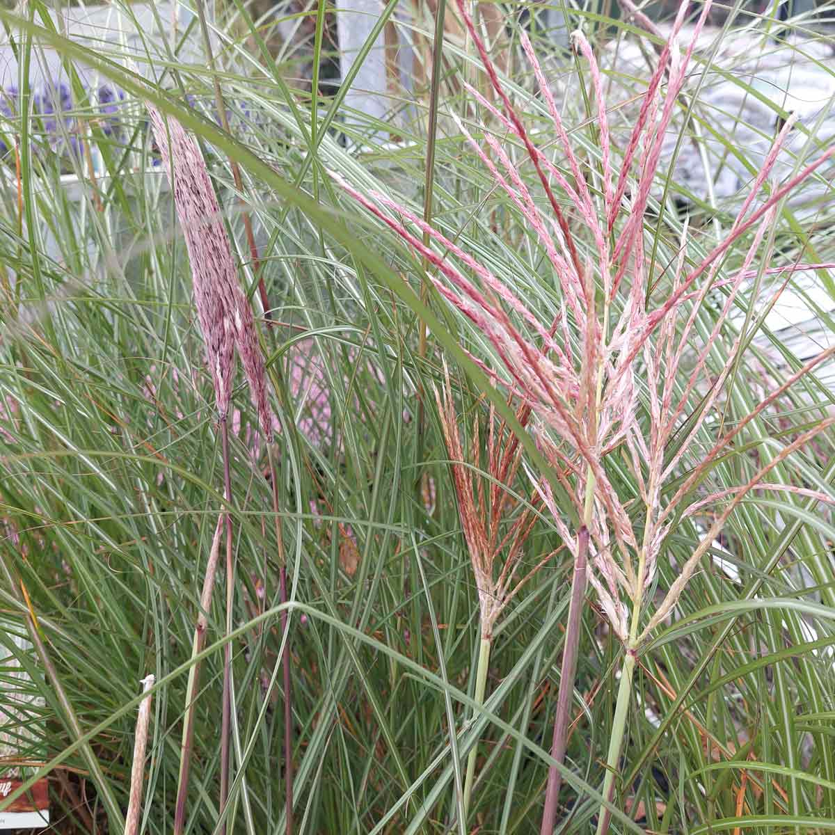 Miscanthus sinensis 'Pink Cloud' C5