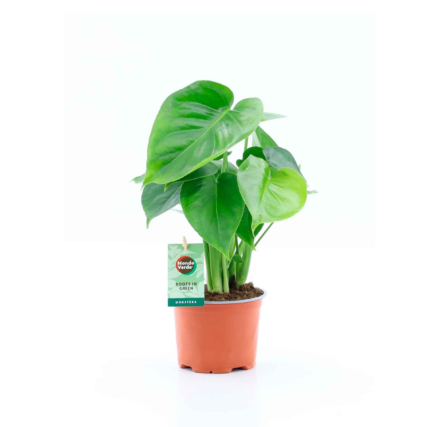 Finger philodendron