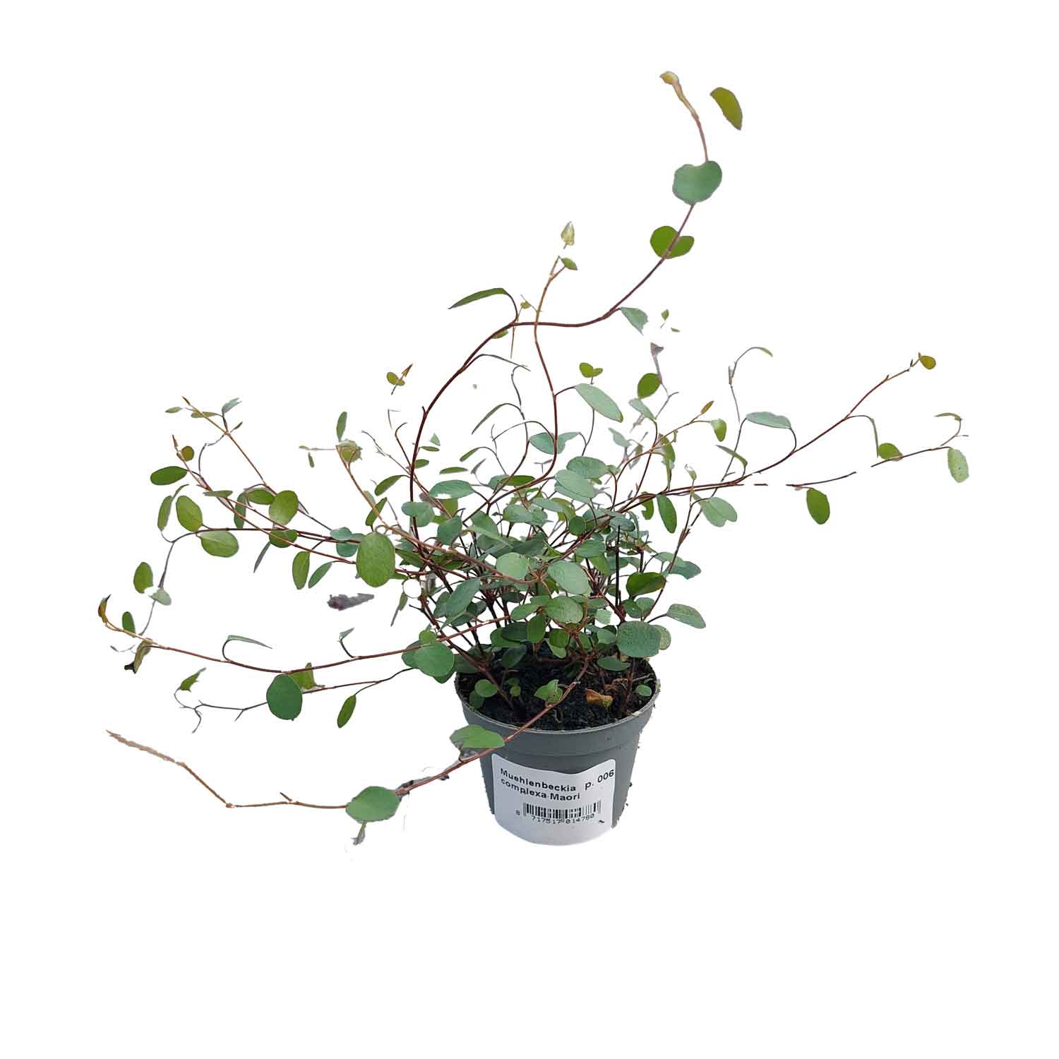 Muehlenbeckia complexa Mao'ri 6cm