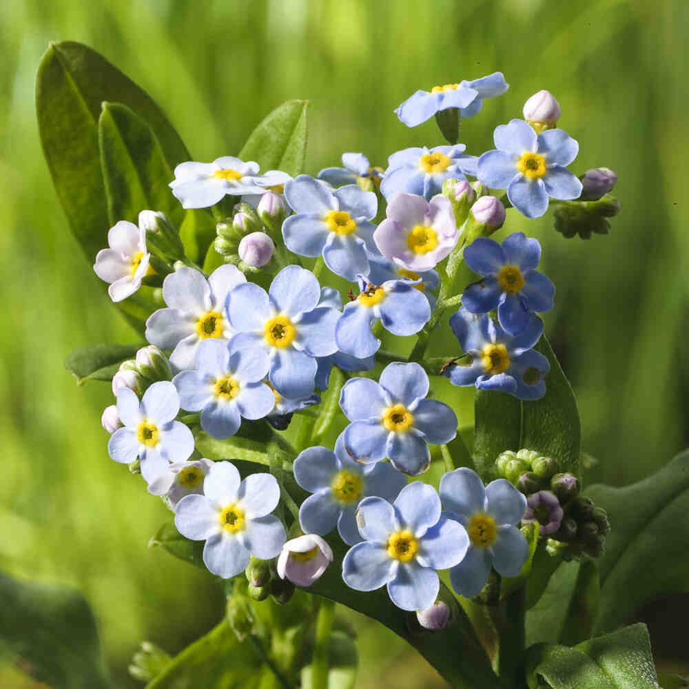 Myosotis scorpioides 9cm