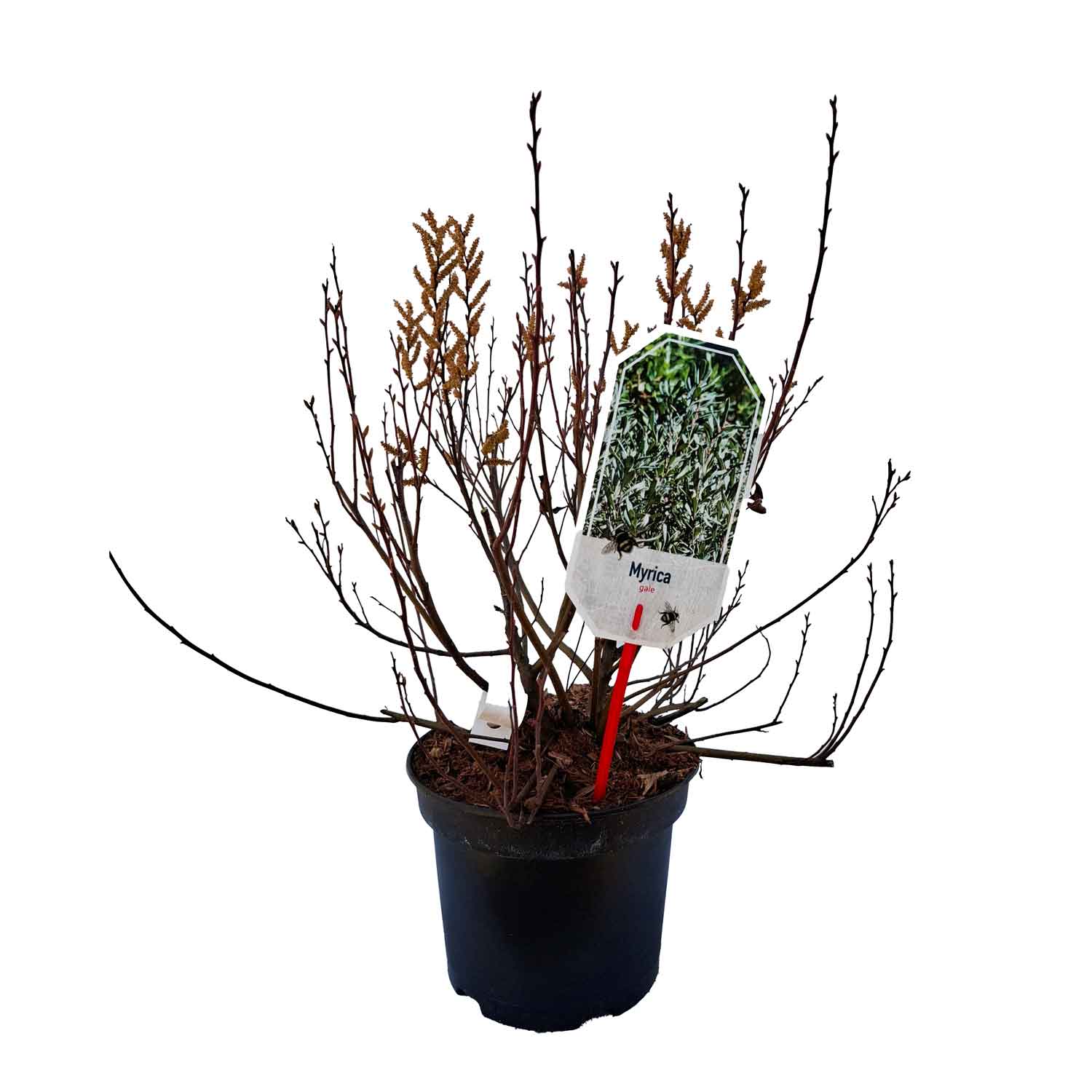 Myrica gale 25/30 C3