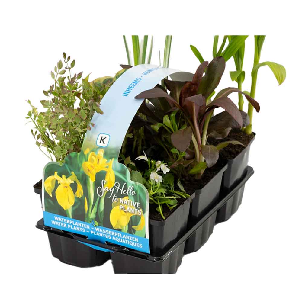 Native plants in sixpack P9