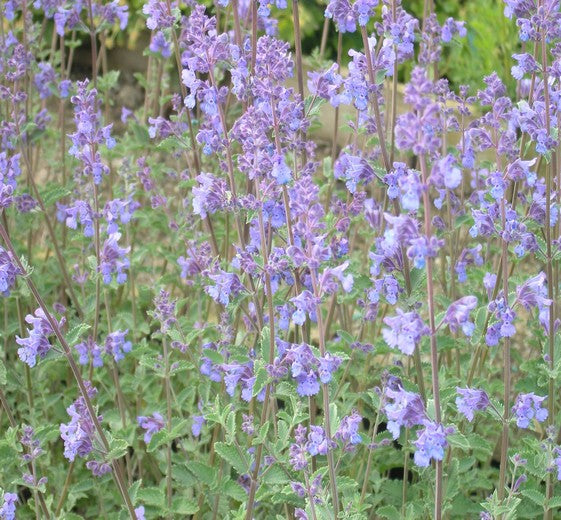 Nepeta 'Walker's Low' P9