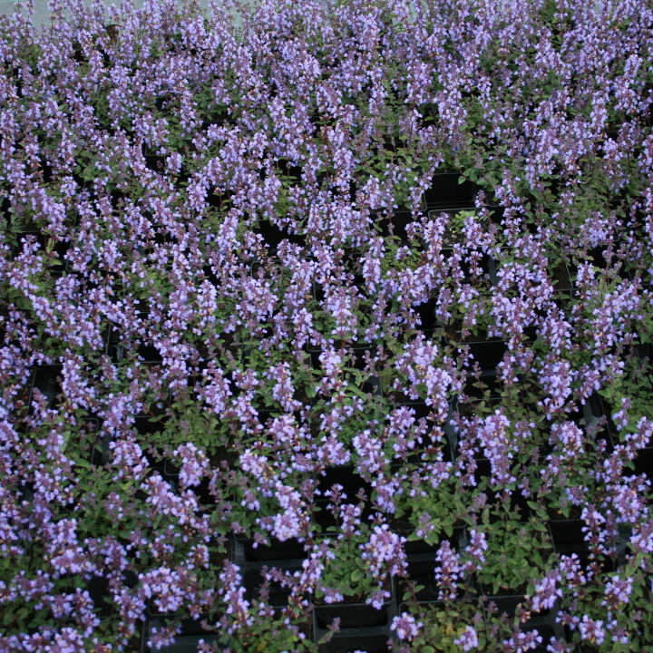 Nepeta 'Prussian Blue' P9