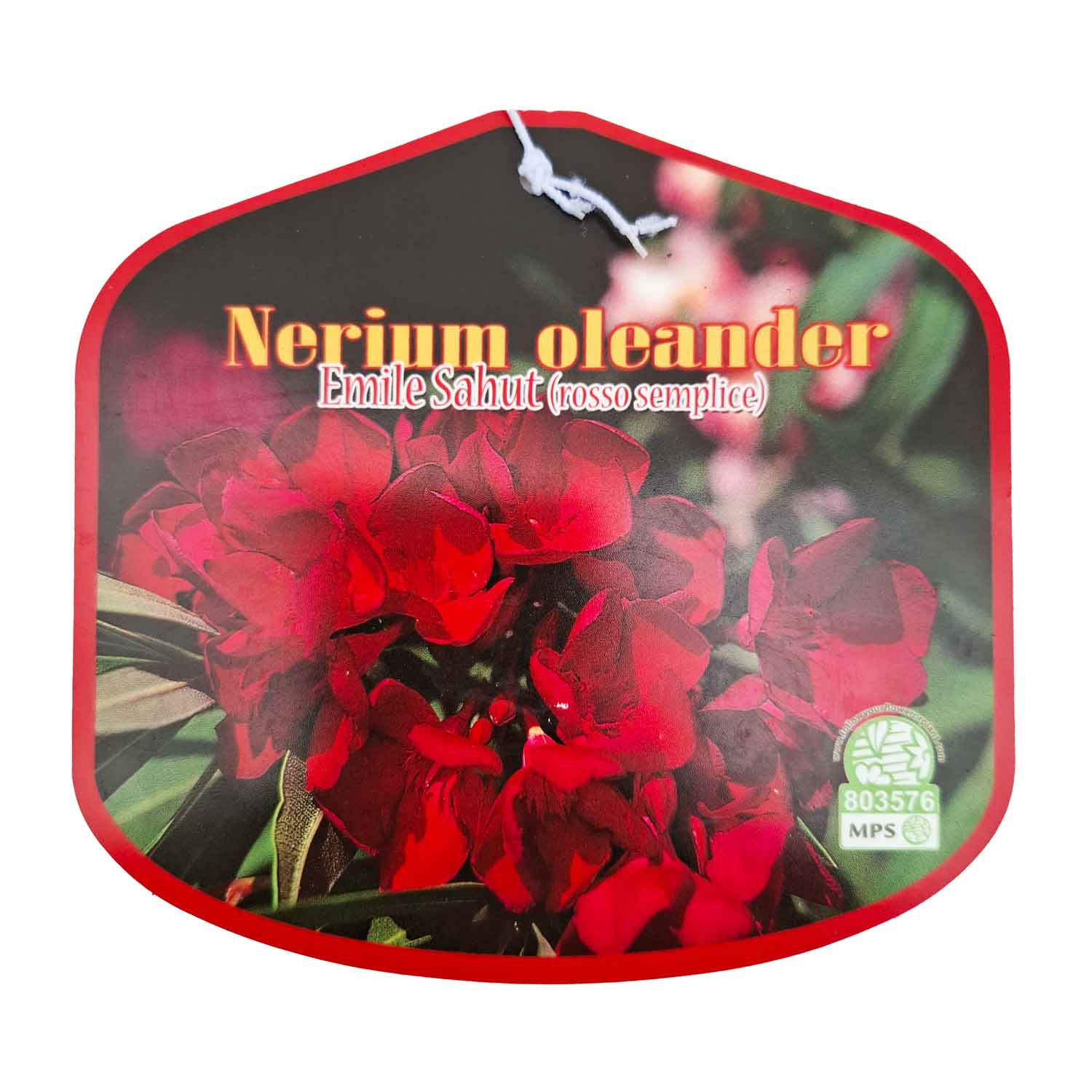 Nerium Oleander Emile Sahut (Rosso semplice) D18