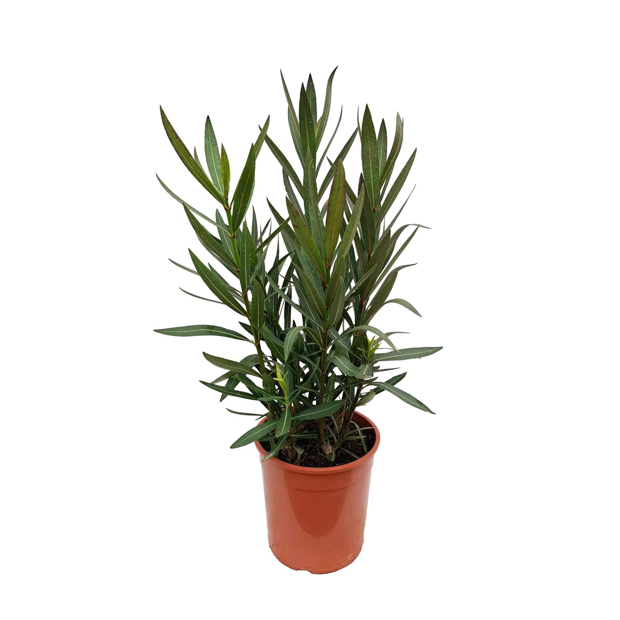 Nerium Oleander Alsace (Bianco Rosato semplice) D18