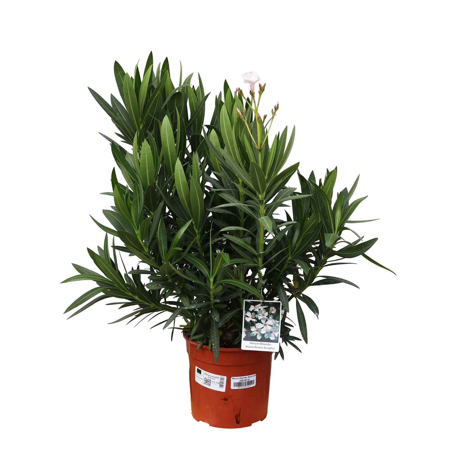 Nerium oleander Vit Rosa Enkel D19