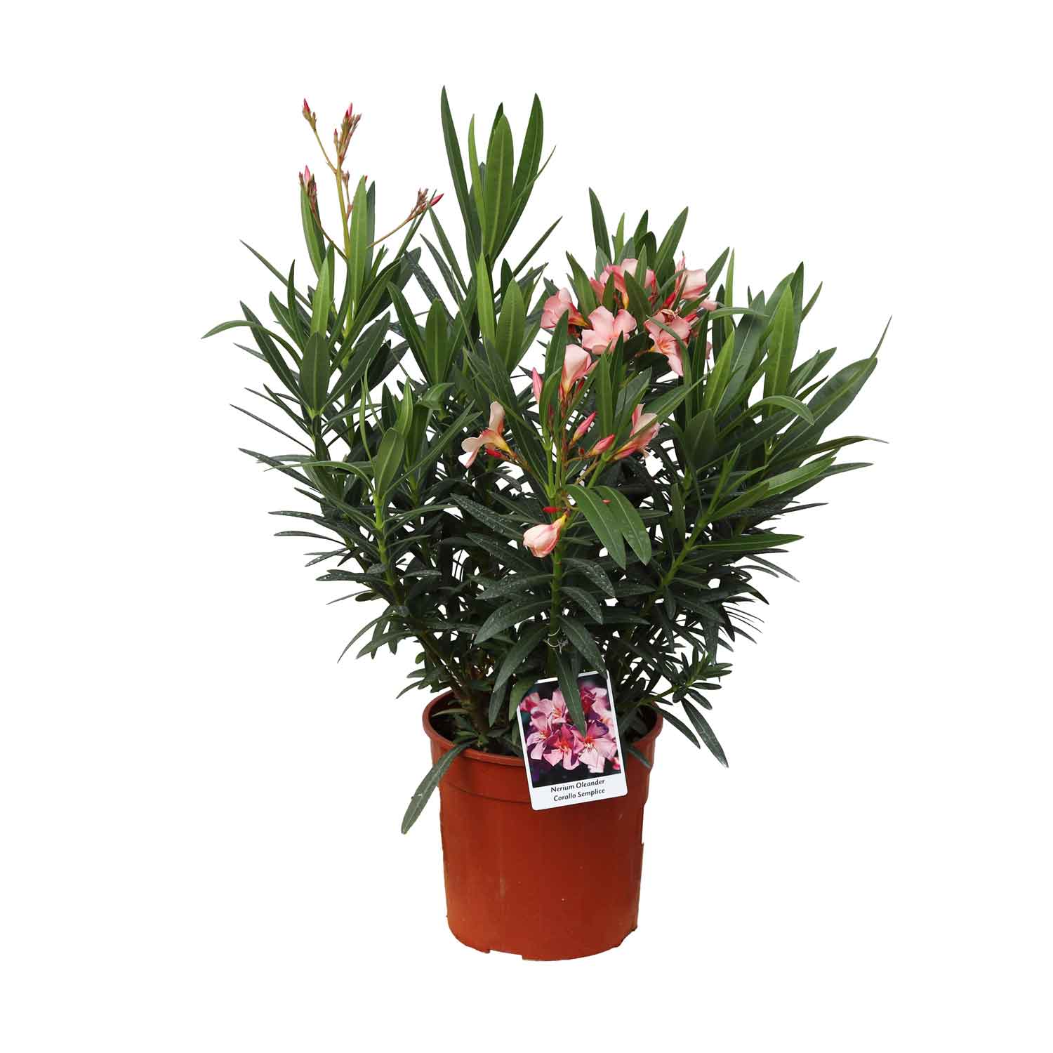 Nerium oleander Corallo Semplice D19