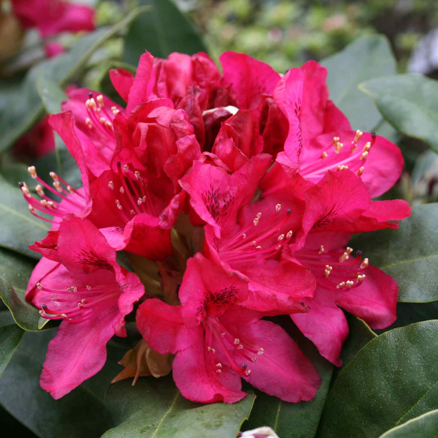 Rhododendron 'Nova Zembla' C5 40-50 CM