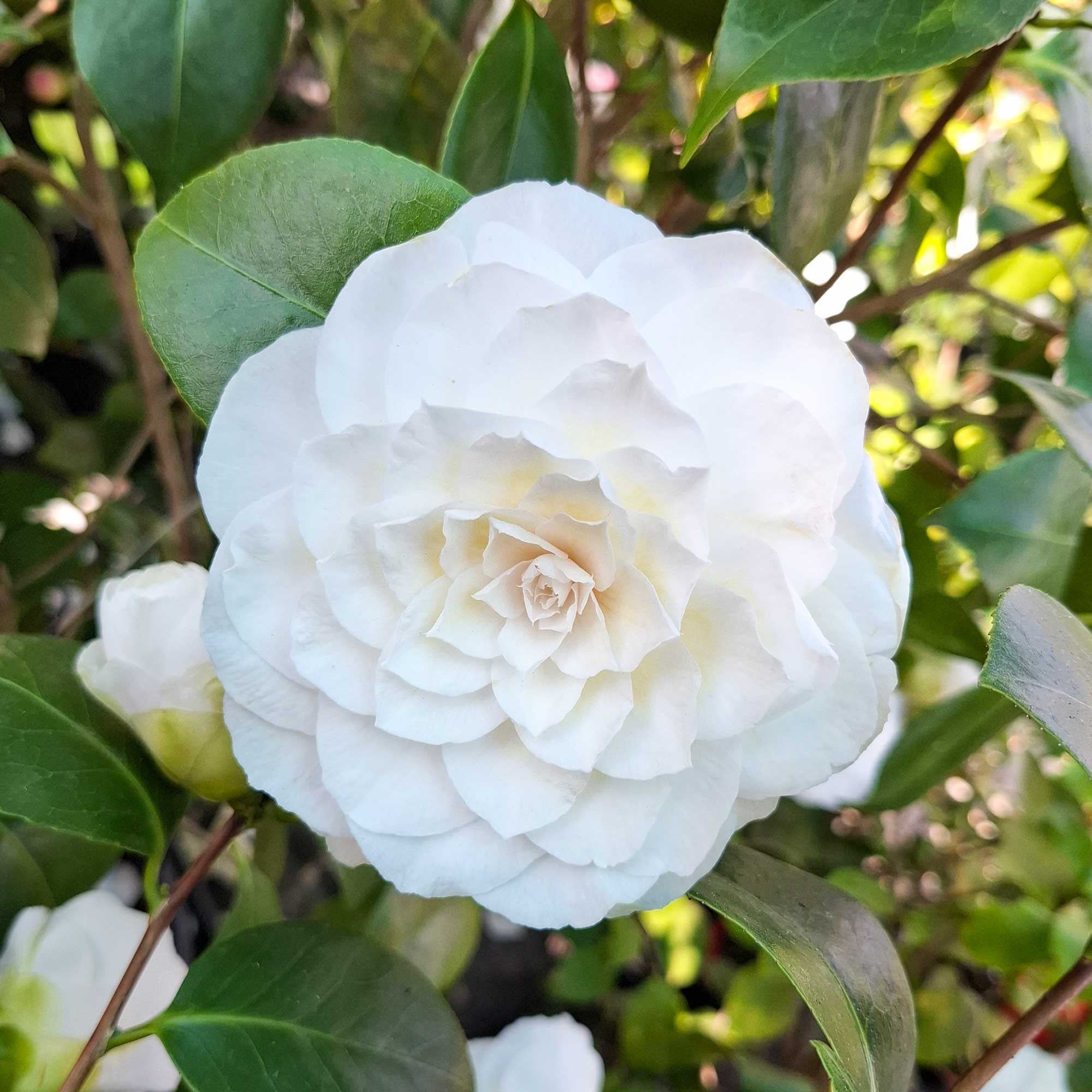 Camellia - Camellia japonica 'Nuccio's Gem'