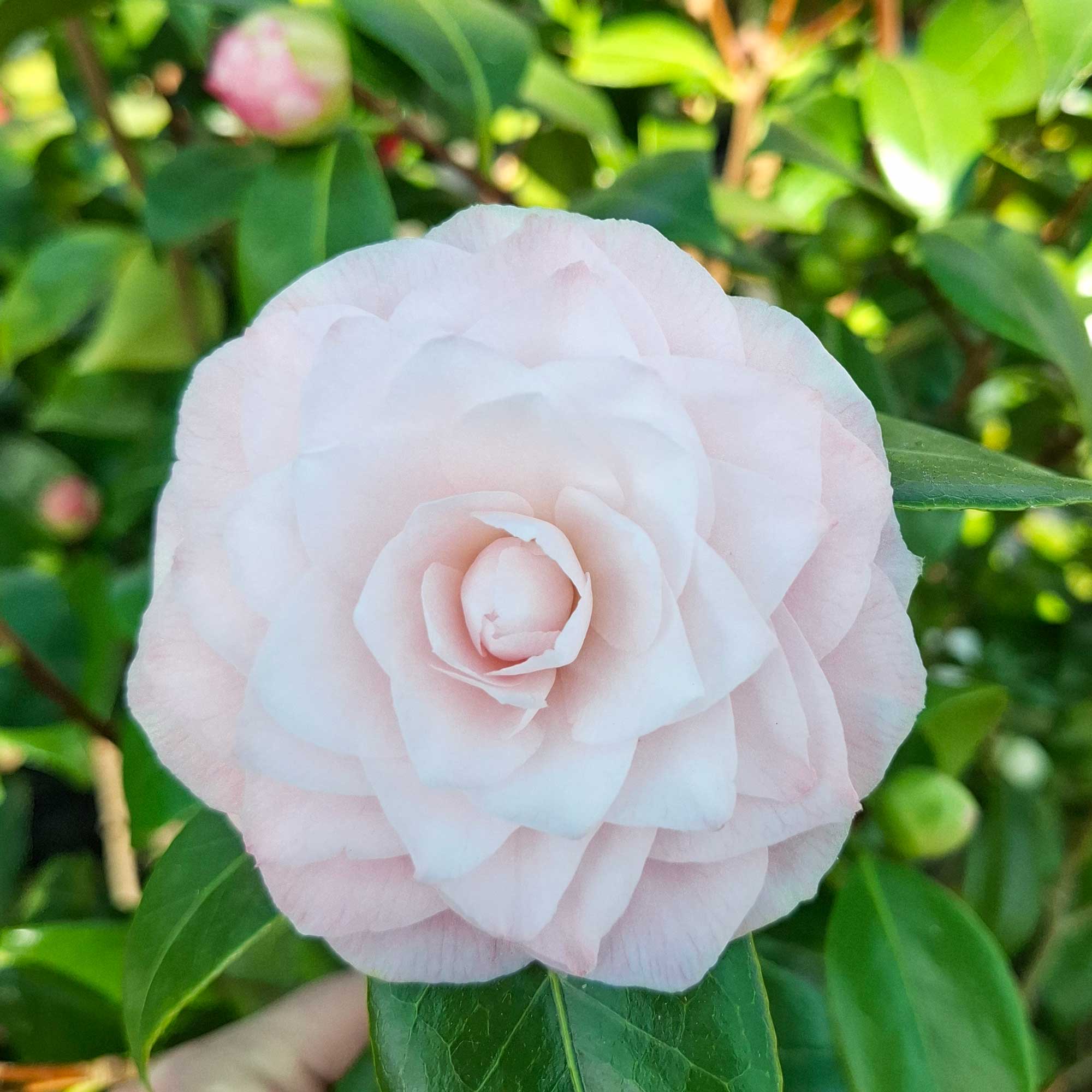 Camellia japonica Nuccio's Pearl 4,5L