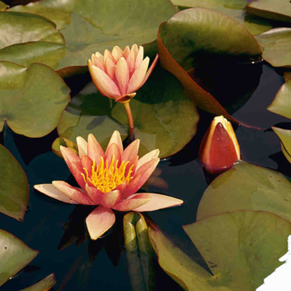Nymphaea 'Sioux' P9