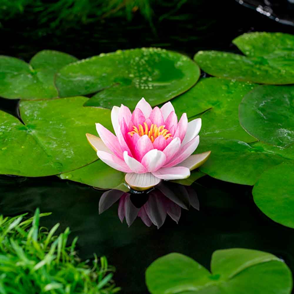 Nymphaea Attraction P9