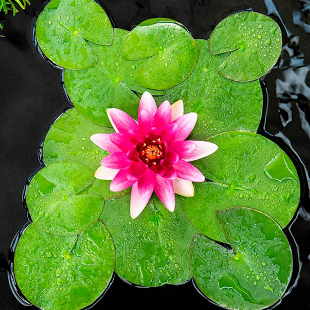 Nymphaea Escarboucle P9