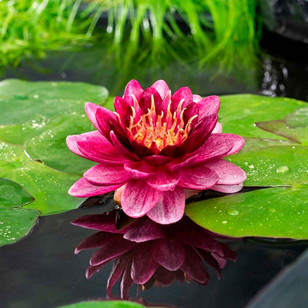 Nymphaea Perry almost black P9