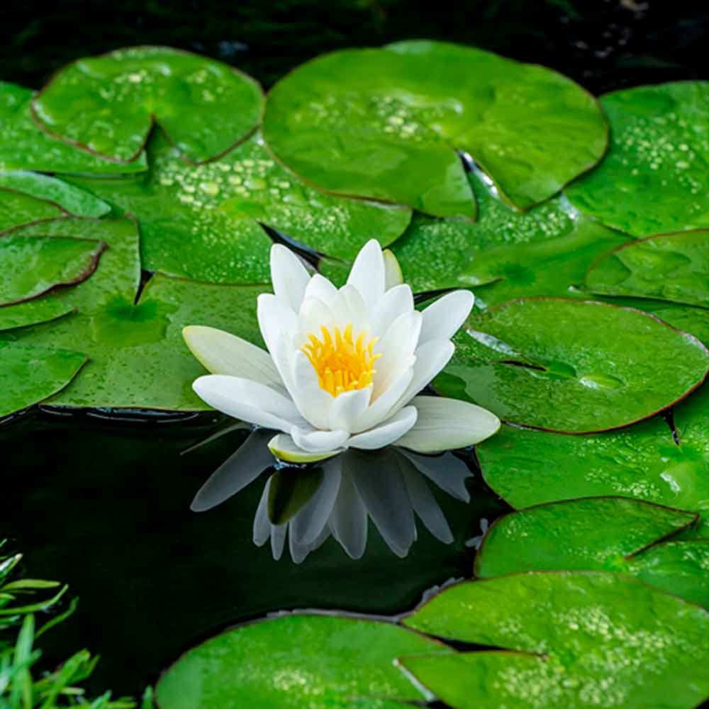 Nymphaea 'Alba' P9