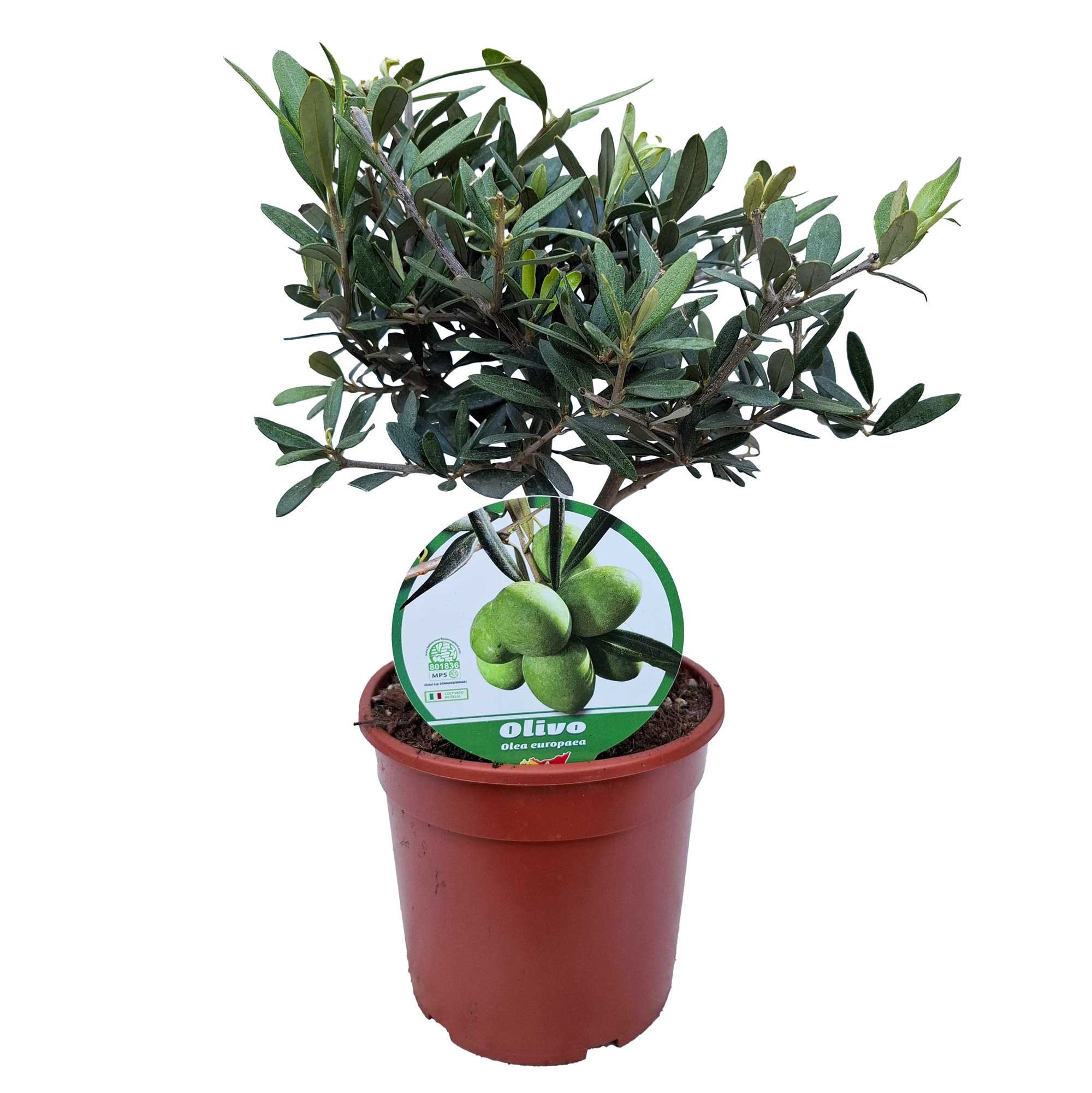 Olive Bush 15