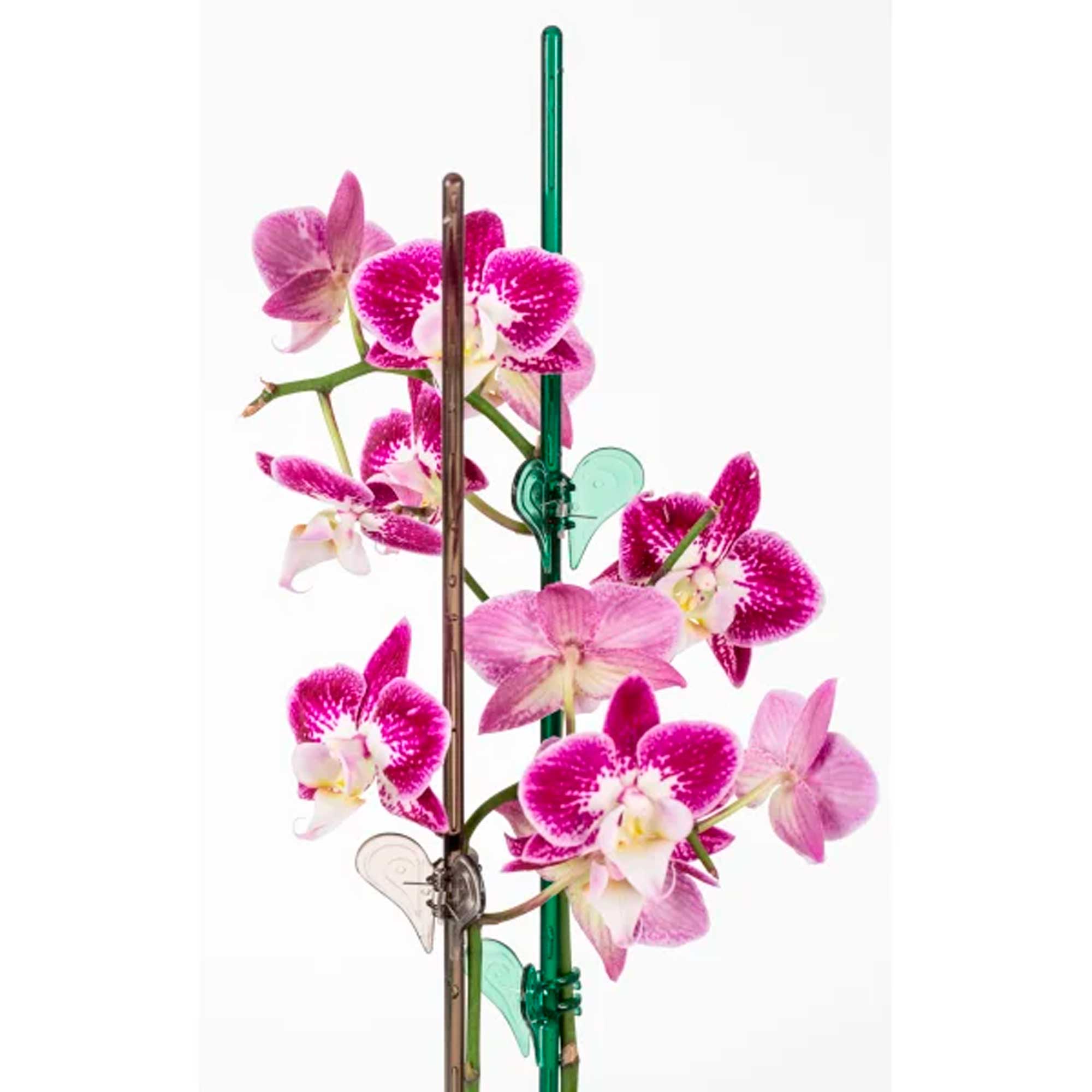Orchid Clip Clear Viridian 0152/06