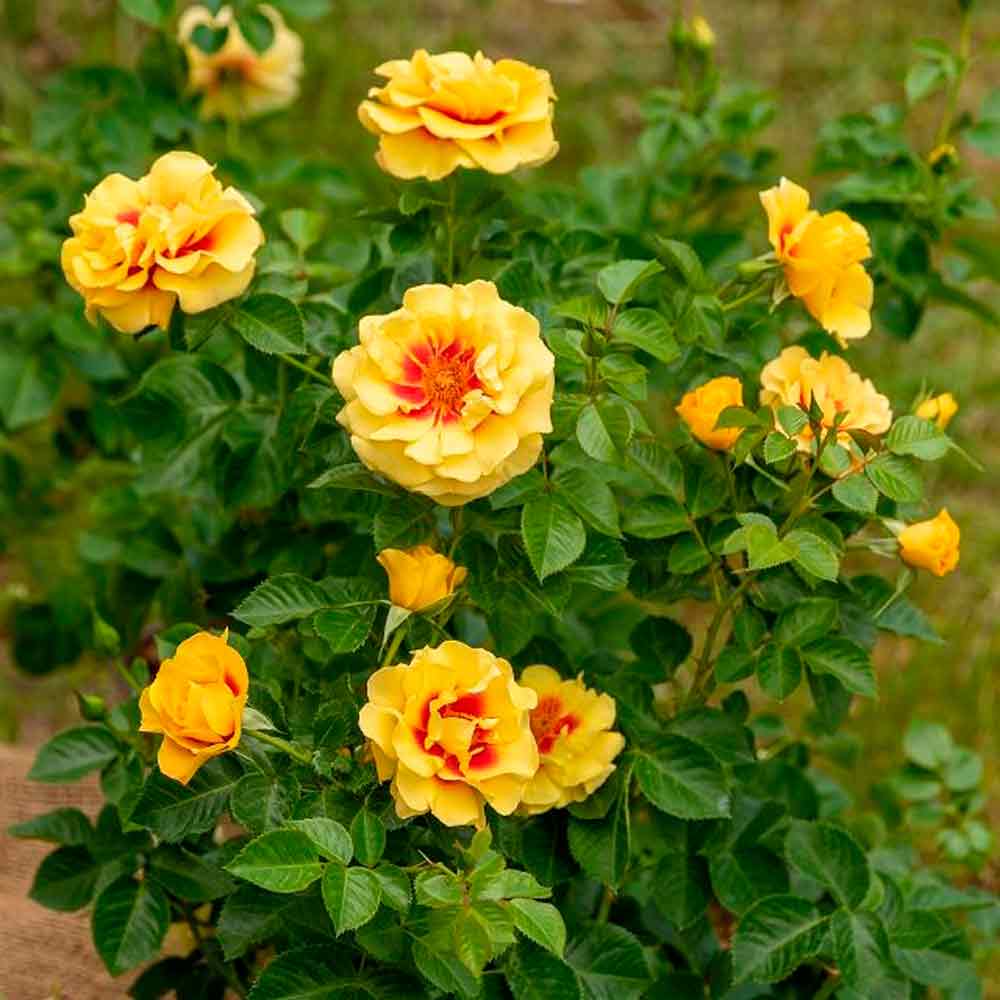 Rosa 'Orienta Aylin'