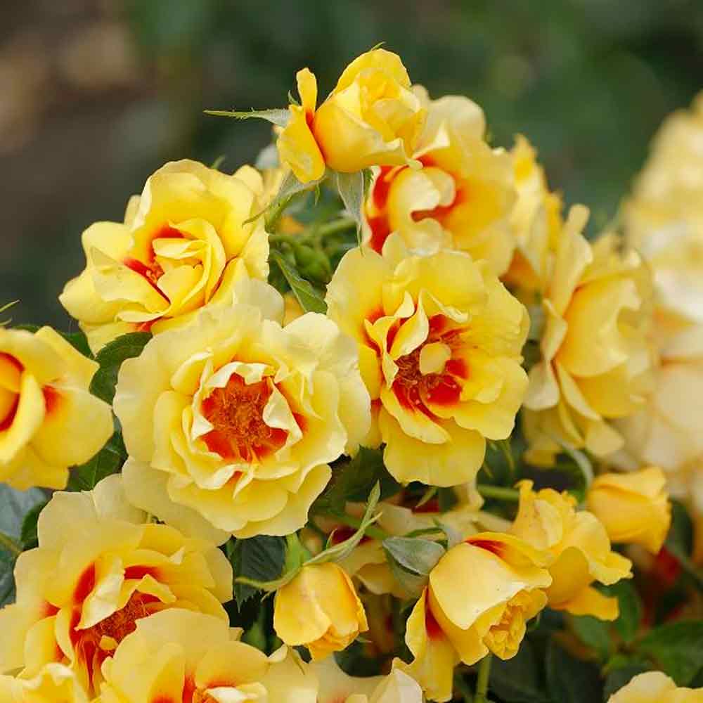 Rosa 'Orienta Aylin'