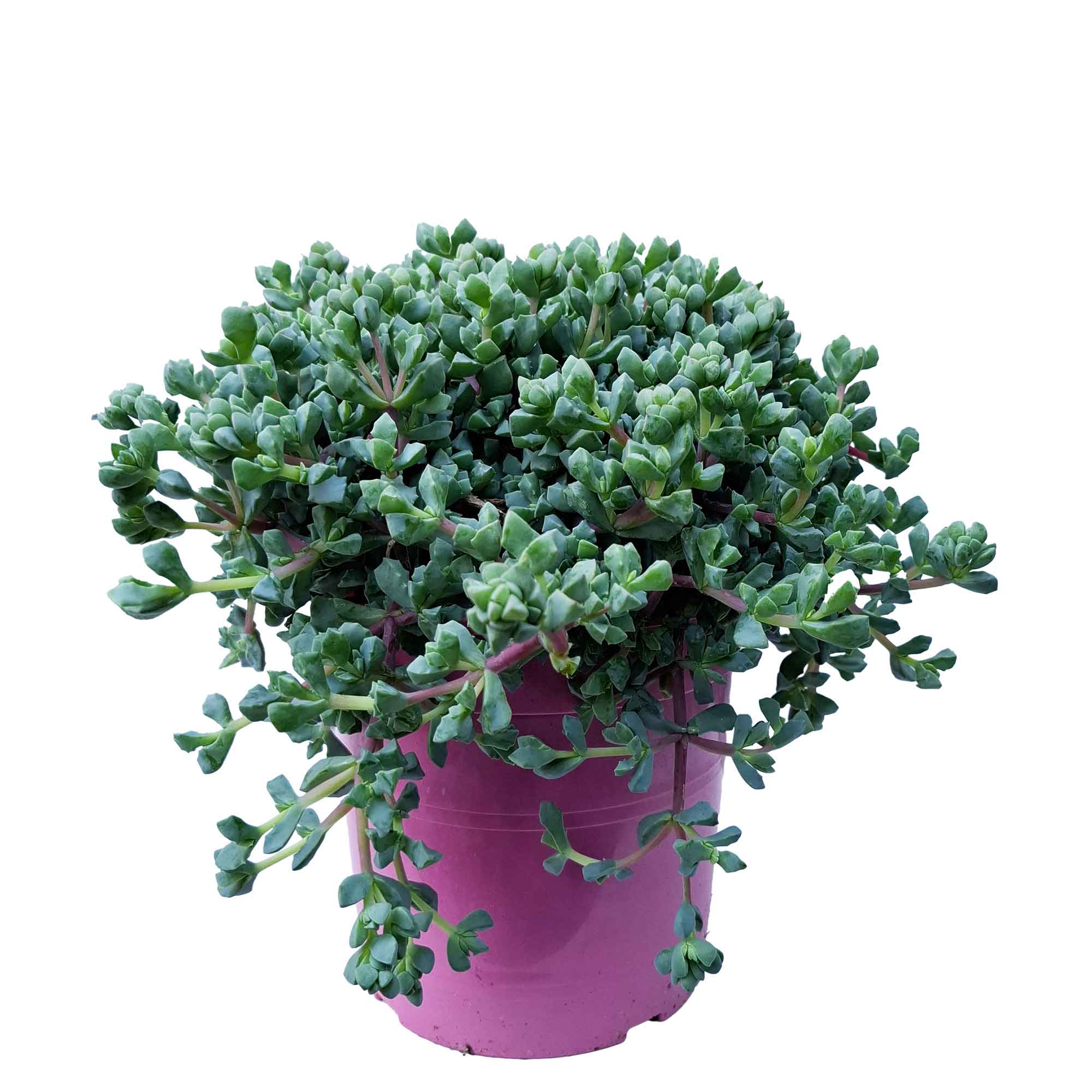 OSCULARIA DELTOIDES D18