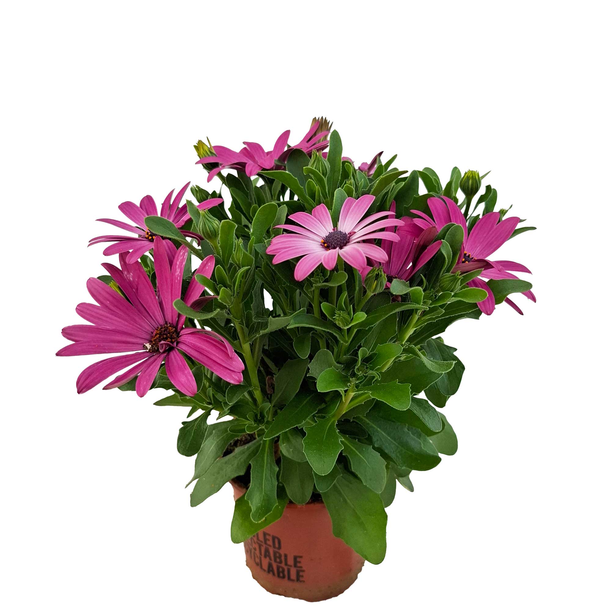 OSTEOSPERMUM ECKLONIS 11cm